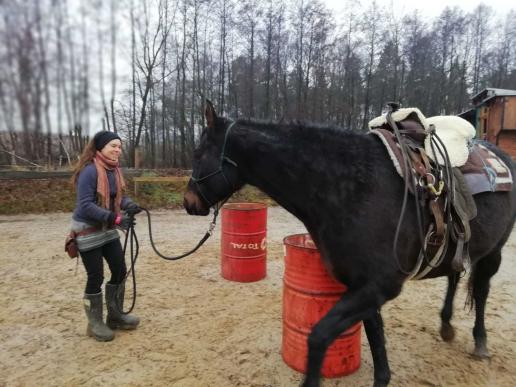 Jungpferdeausbildung